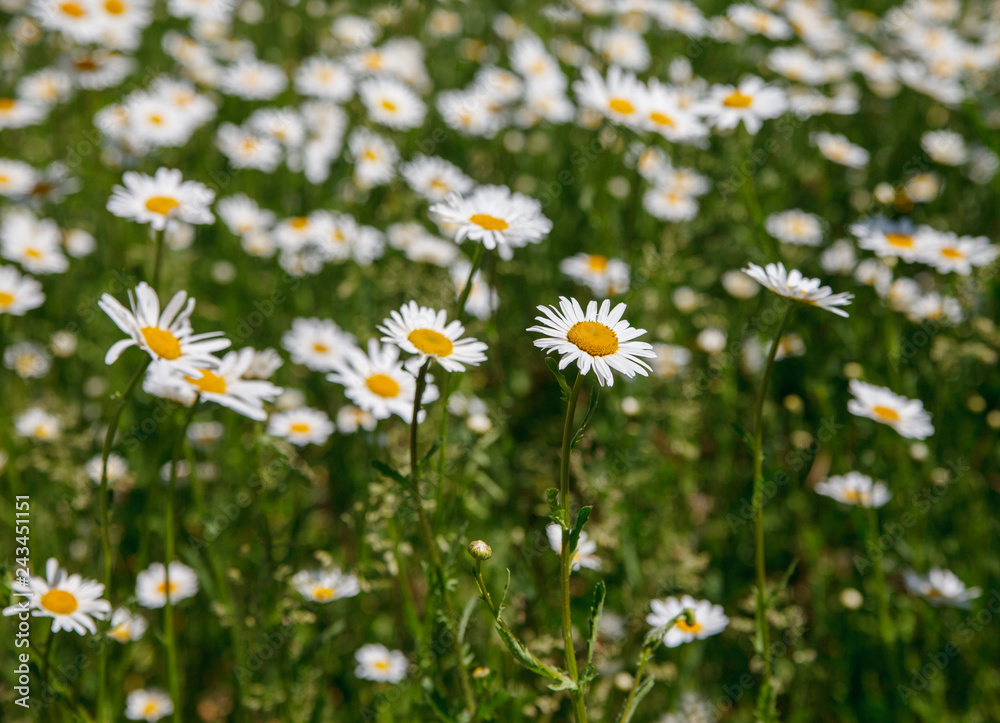 White daisy in the yard.