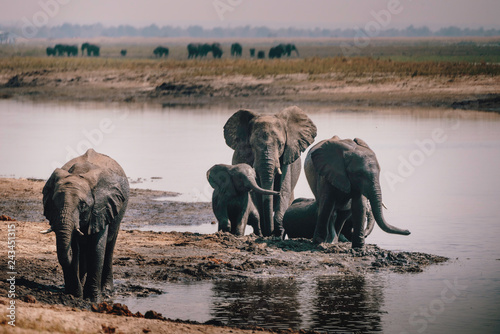 Gruppe Afrikanischer Elefanten (Loxodonta africana) aus dem Wasser kommend, Chobe flood plains, Botswana