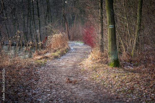 Path in Zalesie Gorne, Poland photo