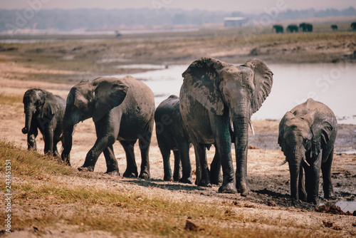 Gruppe Afrikanischer Elefanten  Loxodonta africana  aus dem Wasser kommend  Chobe flood plains  Botswana