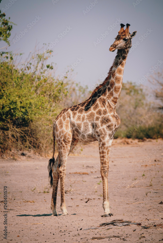 Obraz premium Im Buschland stehende Giraffe, Chobe Flood Plains, Botswana