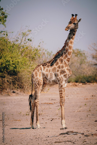 Im Buschland stehende Giraffe, Chobe Flood Plains, Botswana