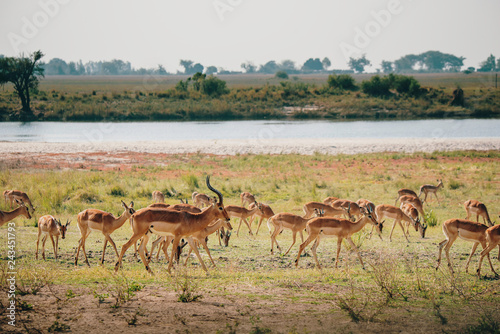 Laufende Impala Antilopen im Überschwemmungsgebiet des Chobe, Chobe Flood Plains, Botswana