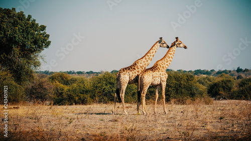 Zwei Giraffen in die Ebene schauend, Chobe Flood Plains, Botswana © Michael