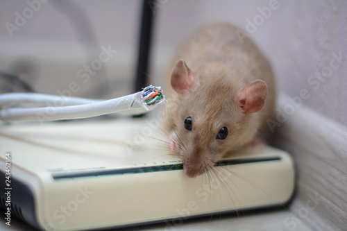 damaged wires from internet connection. The rat gnawed through the twisted pair and connector from the home router