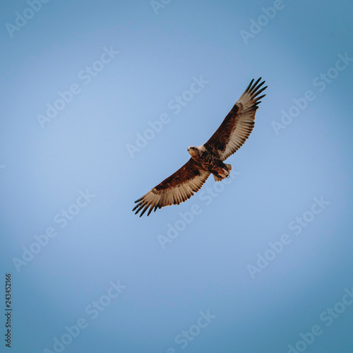 Über der Ebene schwebender Adler, Khwai North Gate, Moremi National Park, Okavango Delta, Botswana © Michael