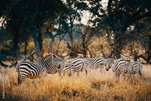 Gruppe Zebras in einem lichten Wald im Moremi National Park bei Sonnenuntergang, Okavango Delta, Botswana