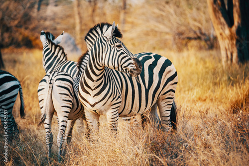 Zebras in einem lichten Wald im Moremi National Park bei Sonnenuntergang  Okavango Delta  Botswana