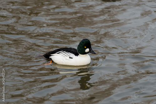Ornamental duck on lake at Slimbridge © Snapvision