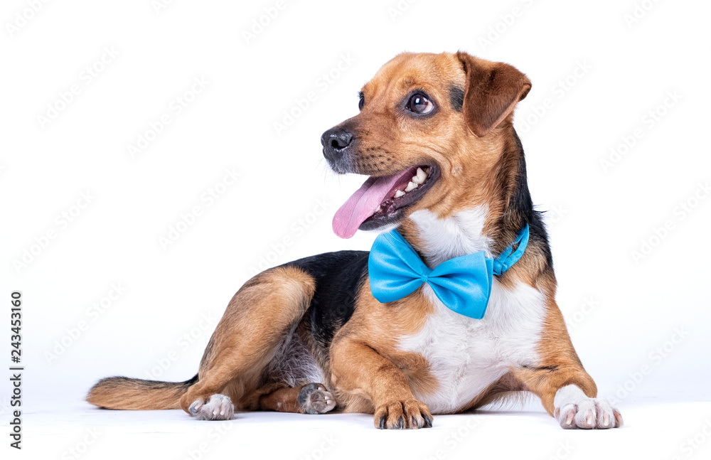 dog sitting on the ground looking up with a blue bow tie dog sitting on the ground looking up with a blue bow tie