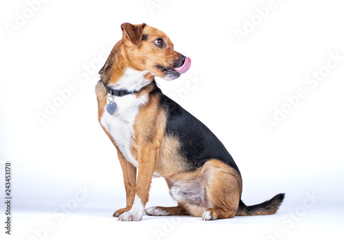 dog posing looking to the side and sticking out his tongue