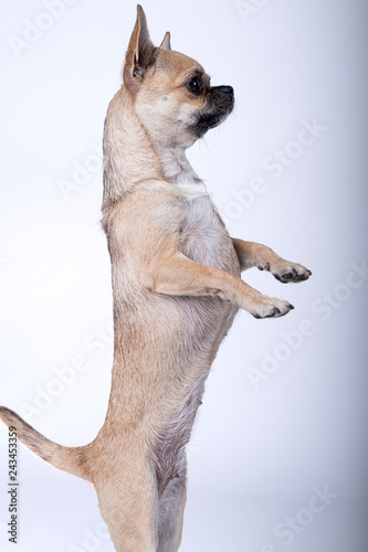 brown colored chihuahua standing on his paws