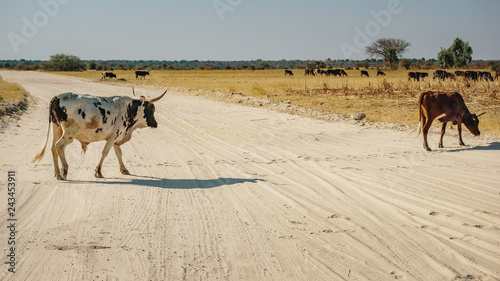 Kühe überqueren eine Sandpiste in der Nähe eines afrikanischen Runddorfes (Kraal), Rundu, Namibia
