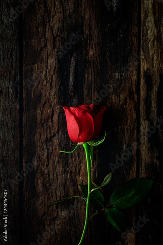 Obraz na plátně red roses with dark background
