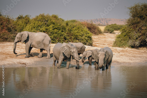 Gruppe Elefanten am Wasserloch laufend in der N  he von Savuti  Chobe National Park  Botswana 