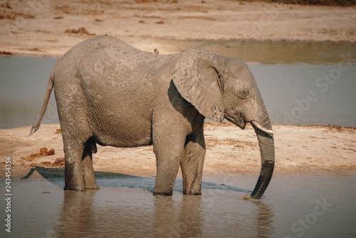 Einzelner Elefanten am Wasserloch in der N  he von Savuti  Chobe National Park  Botswana 