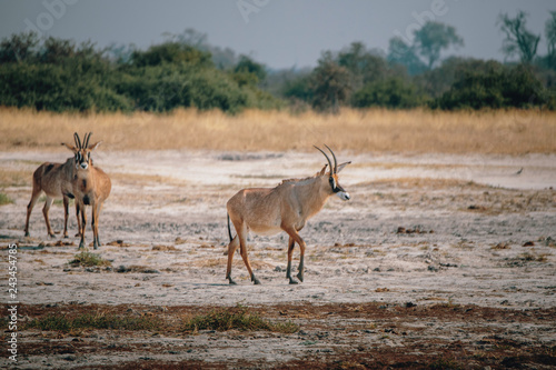 Zwei Pferdeantilopen im Grasland des Chobe National Parks in der N  he von Savuti  Botswana