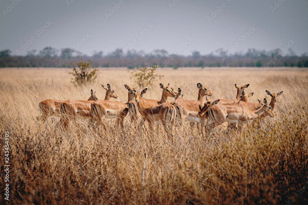 Group of Impala antelopes standing in the high grass of Chobe National Park, Botswana