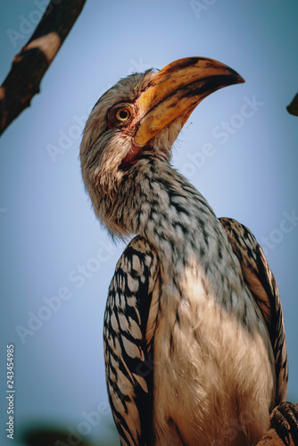 Südlicher gelbschnabeltoko auf einem Baum, Chobe National Park, Botswana photo