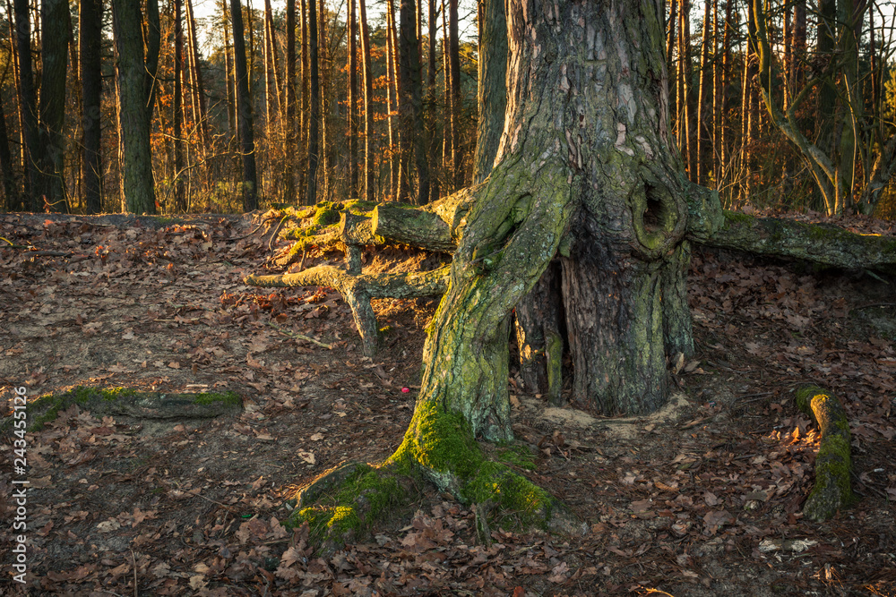 Incredible roots tree in Zalesie Gorne near Piaseczno, Poland Incredible roots tree in Zalesie Gorne near Piaseczno, Poland