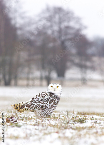 View of a young female of a snowy owl with dark spots of its plumage standing on the meadow covered with snow © Tulda