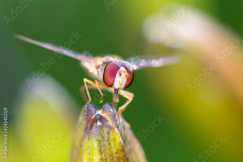 Helophilus trivittatus - large marsh hoverfly - Große Sumpfschwebfliege photo