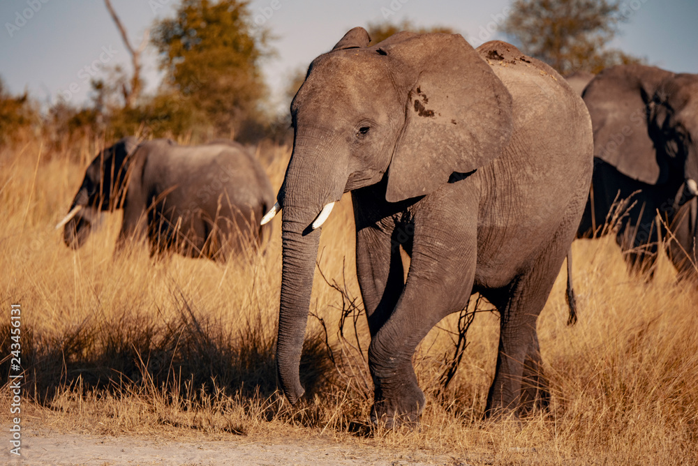 Obraz premium Elefant am Kwando River bei Sonnenuntergang, Caprivi, Namibia