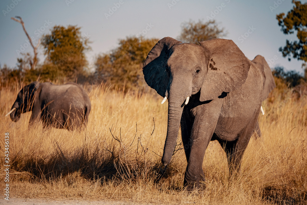 Elefant am Kwando River bei Sonnenuntergang, Caprivi, Namibia
