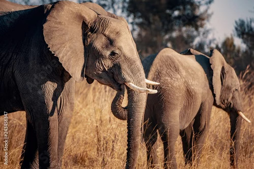 Obraz Drei Elefanten am Kwando River bei Sonnenuntergang, Caprivi, Namibia
