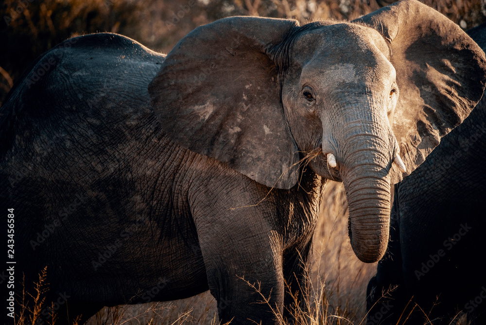 Portrait eines jungen Elefanten bei Sonnenuntergang am Kwando River, Caprivi, Namibia