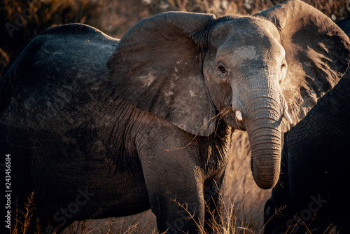 Portrait eines jungen Elefanten bei Sonnenuntergang am Kwando River, Caprivi, Namibia