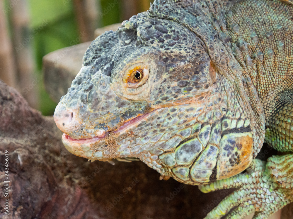 close up head shot of an iguana in zoo close up head shot of an iguana in zoo