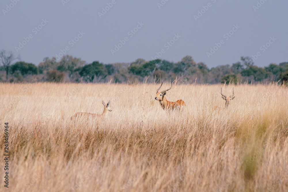 Letschwe Antilopen im hohen Gras am Ufer des Kwando River, Caprivi, Namibia Letschwe Antilopen im hohen Gras am Ufer des Kwando River, Caprivi, Namibia