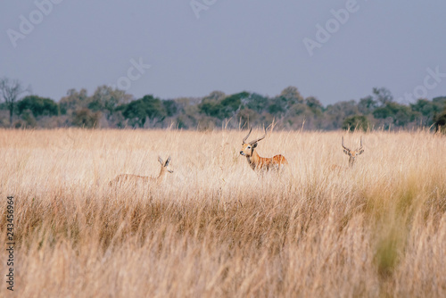 Letschwe Antilopen im hohen Gras am Ufer des Kwando River, Caprivi, Namibia