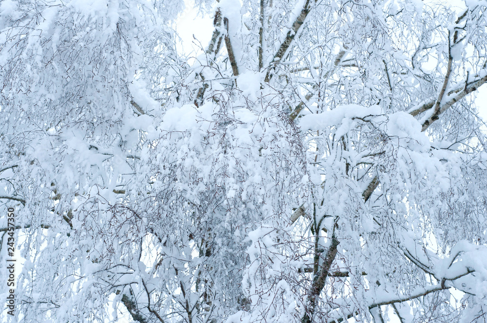 Fototapeta premium Bare branches of a deciduous tree covered with snow and ice crystals, winter background.