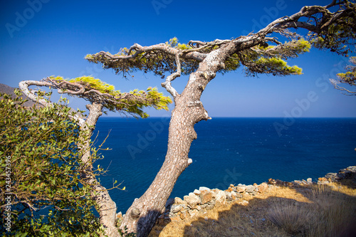 Tree on the rocks by the sea.