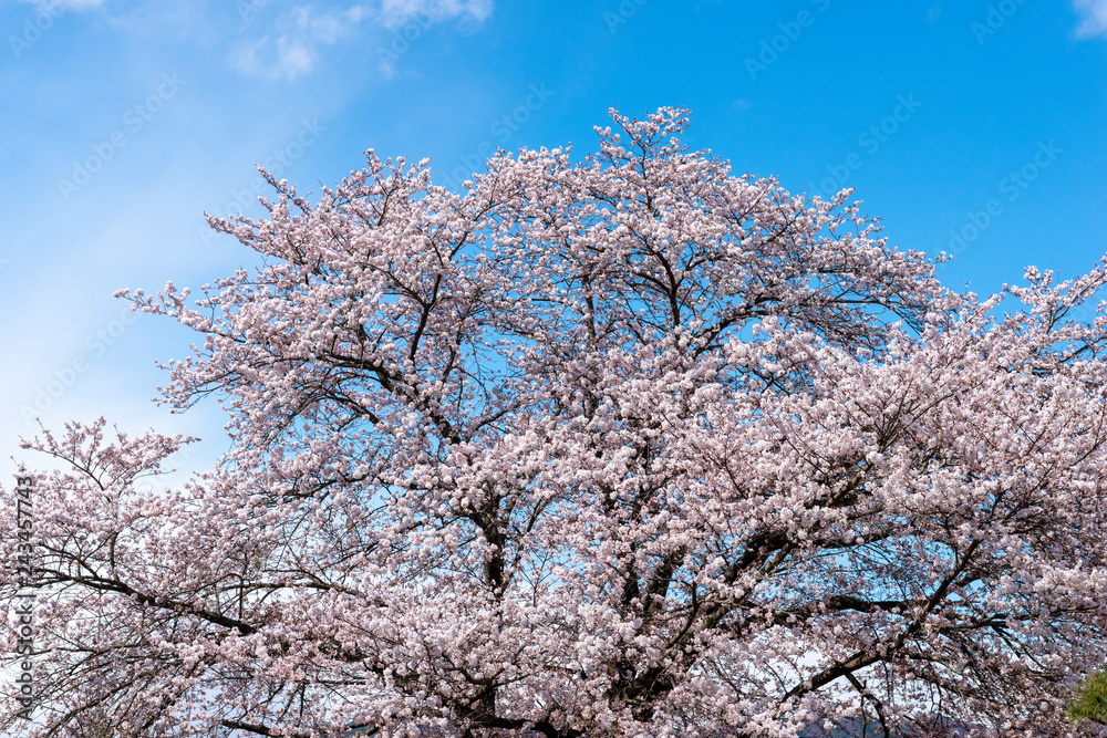 信州高山村の桜