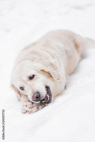 Fototapeta Naklejka Na Ścianę i Meble -  pets in nature - a beautiful golden retriever nibbles on the stick in a winter snow-covered forest