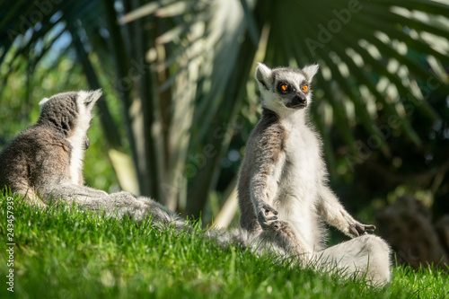 Lemur catta profile view having sunbathe in yoga position
