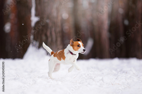 Dog breed Jack Russell Terrier runs through a snowy forest