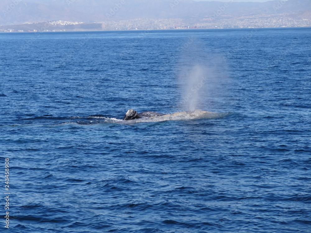 Obraz premium naturaleza