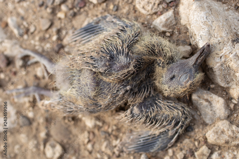 Dead bird. Starling fell from the nest and crashed to death.The terrible end of the chick. Bird killed on the road. The tragic situation in the world of birds. Dead bird. Starling fell from the nest and crashed to death.The terrible end of the chick. Bird killed on the road. The tragic situation in the world of birds.