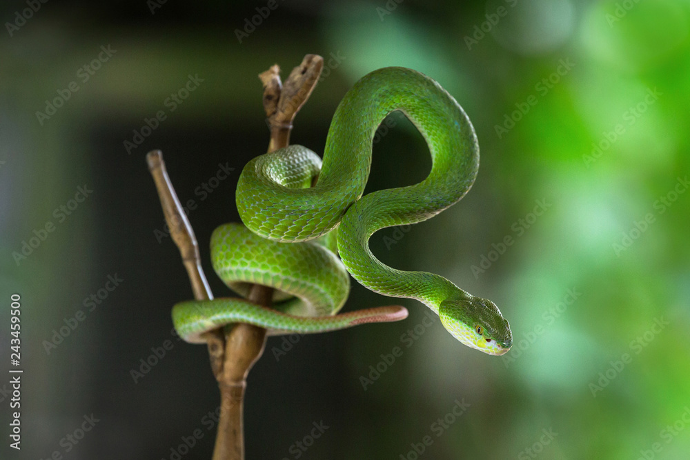 Obraz premium Green pit vipers hanging on branches.