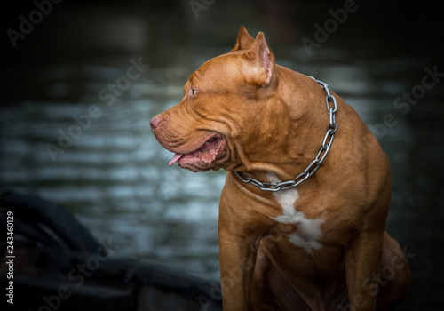 American Pit terrier with brown. © MrPreecha