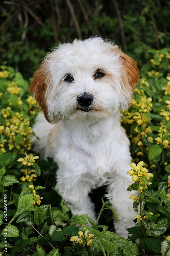 beautiful havanese is sitting in spring flowers in the garden and looking up to the camera