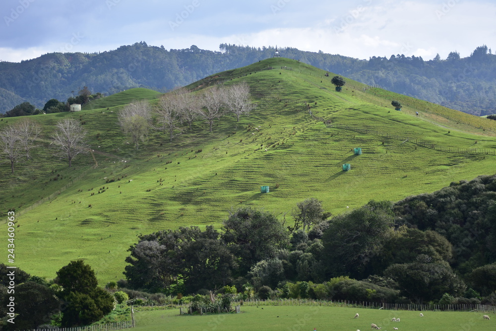 Hills with pastures covered with shiny green grass in Duder Regional park near Auckland.