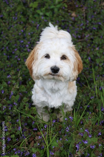 beautiful havanese is sitting in spring flowers in the garden and looking up to the camera