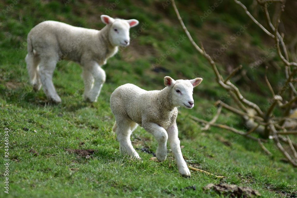 Pair of young lambs running down slope covered with short green grass.