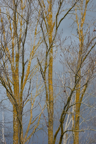 Tall narrow trees with no leaves and bark shining yellow with gray cloudy sky in background on stormy day.