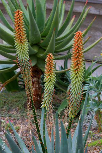 Aloe Blüten (Aloe chabaudii) Zierpflanze photo